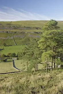 Slopes Prints: View of conifer trees, stone barn and drystone walls on hillside