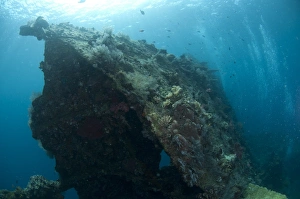 Ship Prints: View of coral encrusted shipwreck