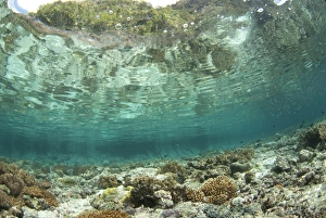 West Papua Prints: View of coral reef habitat in shallows