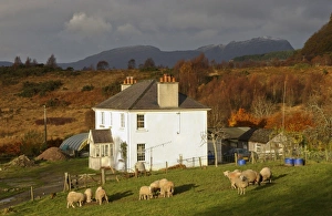 Croft Prints: View of croft with sheep in pasture at evening