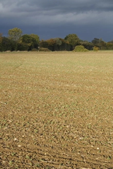 Grey Prints: View of cultivated arable field and hedgerow