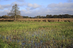 Damp Prints: View of cut reedbed habitat with new shoots