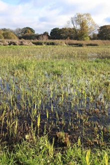 View of cut reedbed habitat with new shoots, in valley fen reserve, Hopton Fen, Hopton, Suffolk, England, november