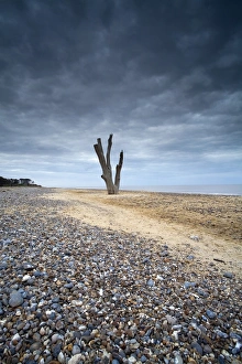 Remains Prints: View of dead tree from eroded shoreline on beach