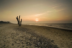Remains Prints: View of dead tree from eroded shoreline on beach at sunset