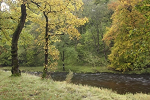 Wharfedale Prints: View of deciduous woodland and river
