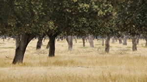 Salamanca Prints: View of dehesa habitat, Salamanca, Castile and Leon, Spain, september