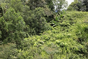 Dense Prints: View of dense rainforest habitat, Sabah, Borneo, Malaysia