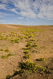 Saharan Prints: View of desert habitat with flowering plants, near Ouarzazate, Morocco, february