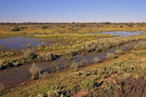 New South Wales Prints: View of desert habitat after rainfall, Sturt N. P. New South Wales, Australia