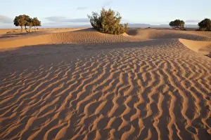 Moroccan Prints: View of desert sand dunes with trees, Sahara, Morocco, may