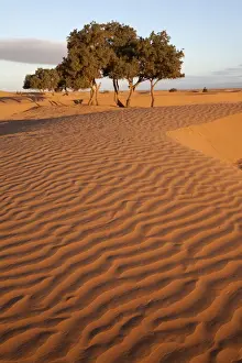 View of desert sand dunes with trees, Sahara, Morocco, may