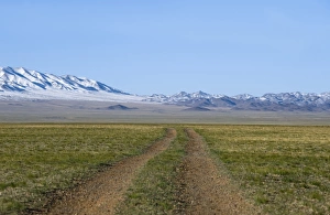 Dirt Prints: View of dirt road over steppe grassland habitat