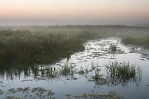 View of ditch in coastal grazing marsh habitat at dawn, Elmley Marshes National Nature Reserve, Isle of Sheppey, Kent