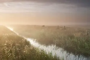 Mists Prints: View of ditch in misty coastal grazing marsh habitat at sunrise
