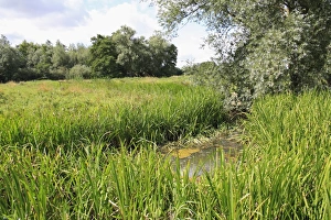Damp Prints: View of ditch in unimproved wet grazing meadow habitat