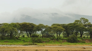 Tanzania Prints: View of dry riverbed, trees and low cloud, Ruaha N. P. Tanzania