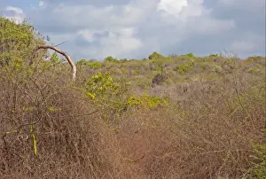 Sub Tropical Prints: View of dry thorn scrub habitat