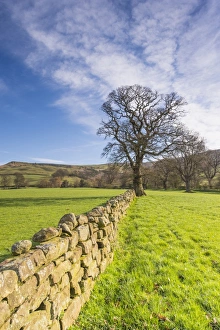 Stone Prints: View of drystone wall and bare oak tree in pasture