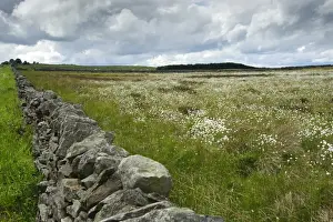 Dry Stone Prints: View of drystone wall and field with Cotton-grass (Eriophorum sp)
