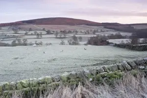 Dry Stone Prints: View of drystone wall, sheep grazing in frosty pasture and hillside above river in valley at dawn