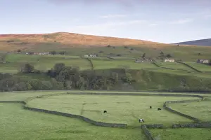 Dry Stone Prints: View of drystone walls, cattle grazing in pasture and river in valley