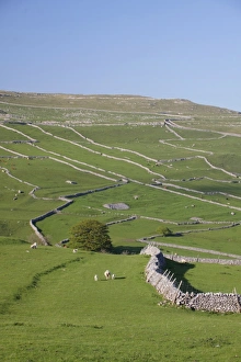 Grazer Prints: View of drystone walls on hillside and sheep in pasture