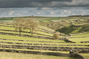 Dark Peak Prints: View of drystone walls and pasture