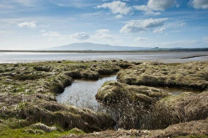 Caerlaverock Prints: View of estuary habitat, Solway Firth