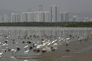 Encroaches Prints: View of estuary with mixed flock of egrets