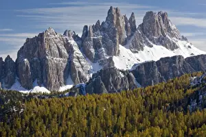 Coniferous Prints: View across European Larch (Larix decidua) forest habitat towards jagged dolomite ridge after early snow
