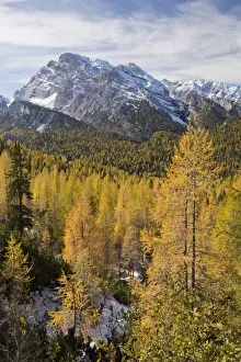 View of across European Larch (Larix decidua) forest habitat towards mountain peak, Monte Cristallo, Dolomites