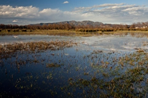 Iberia Prints: View of extensive marshland (marismas) habitat