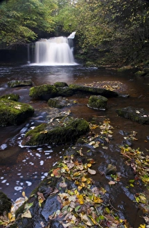 Leaves Prints: View of fallen leaves in river near waterfall