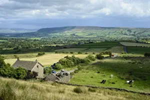Cows Prints: View across farmland with cattle grazing in pasture towards distant fells