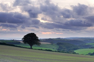 Mood Prints: View of farmland near coast at sunset