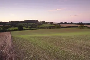 Seedling Prints: View of farmland with newly emerged arable crop and hedgerows at twilight