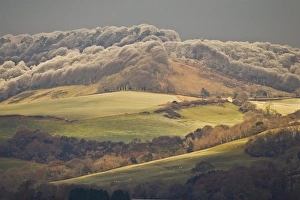 Frosted Prints: View of farmland with rime frost on trees of hilltop forest, Dorset, England, december