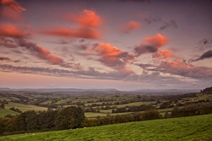 Sunrise Prints: View of farmland with sheep flock grazing in pasture at sunrise