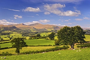 Distance Prints: View of farmland with sheep in pasture and hills in distance