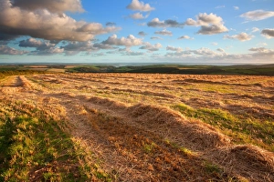 Straw Prints: View of farmland with straw on field in late evening sunlight