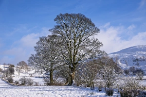 View of farmland and trees covered in snow, Dinkling Green, Whitewell, Clitheroe, Forest of Bowland, Lancashire