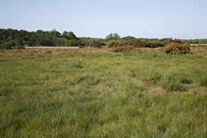 Gorse Prints: View of fen meadow habitat with gorse bushes