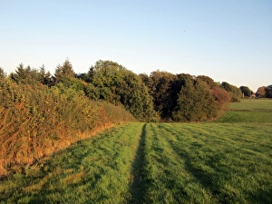 Chilterns Prints: View of fields at edge of woodland