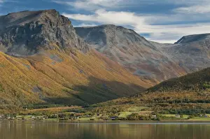 Slopes Prints: View of fjord and mountains with Silver Birch (Betula pendula) in autumn colour growing on mountainside