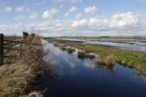 View of flooded floodplain grassland and wetland habitat, Greylake RSPB Reserve, Somerset Levels, Somerset, England