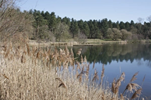 View of flooded former gravel pit habitat, Long Reach, Lackford Lakes Nature Reserve, Suffolk, England, march