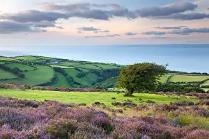 Winds Prints: View of flowering heather blowing in breeze and coastal farmland at sunset