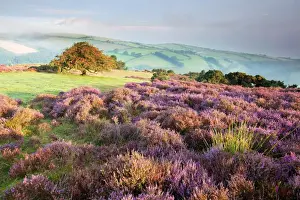 Somerset Prints: View of flowering heather and hawthorn tree with distant sea mist at dawn