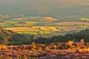 Moor Land Prints: View of flowering heather on moorland overlooking valley with village and church in late evening sunlight